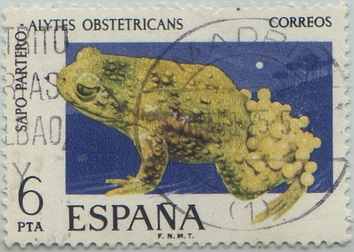 Fauna hispanica-sapo partero-1975