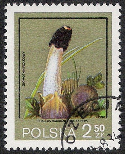 SETAS-HONGOS: 1.211.013,00-Strobilomyces floccopus