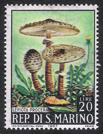 SETAS:222.203  Lepiota procera