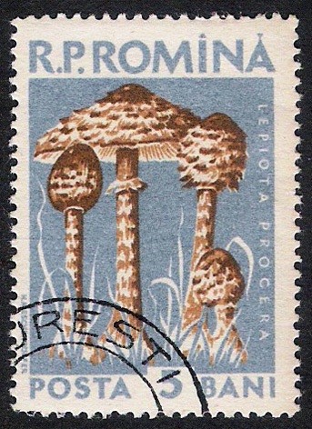 SETAS-HONGOS: 1.213.001,00-Lepiota procera