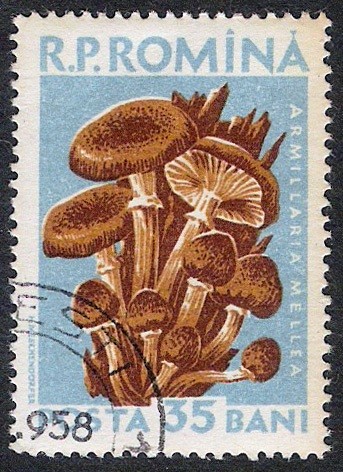 SETAS-HONGOS: 1.213.005,00-Armillaria mellea