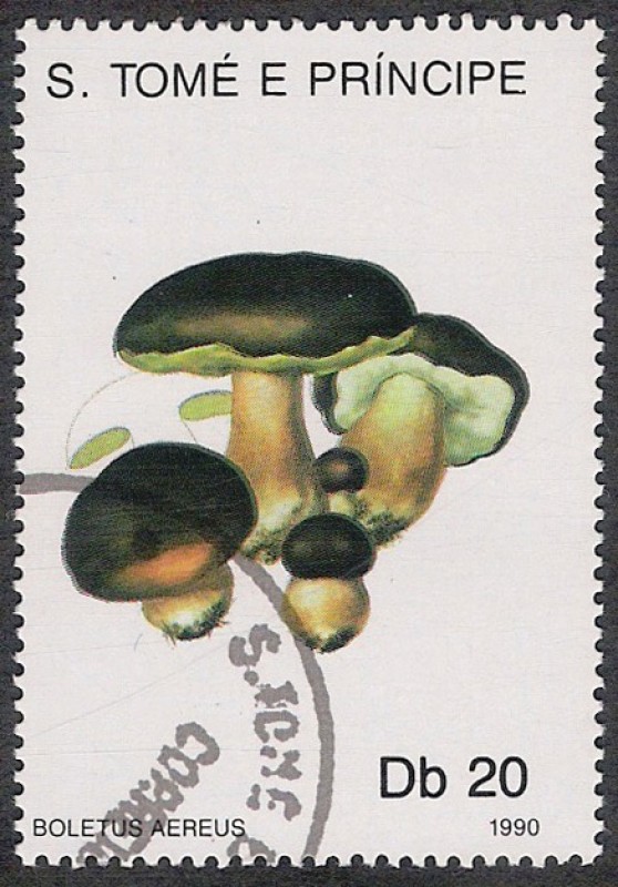 SETAS:220.030  Boletus aereus