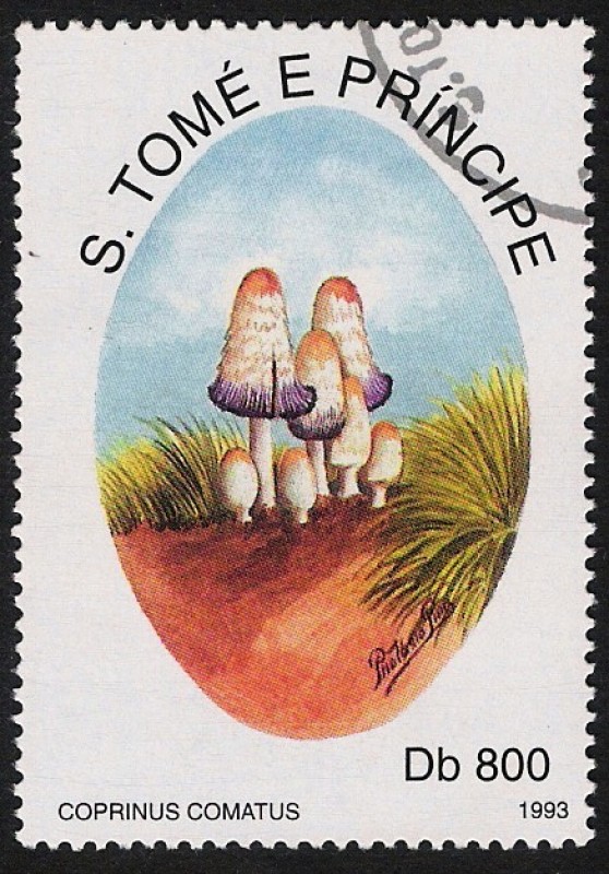 SETAS:220.051  Coprinus comatus