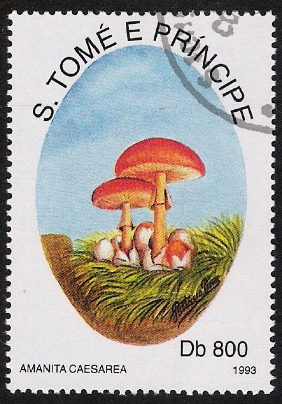 SETAS:220.052  Amanita caesarea