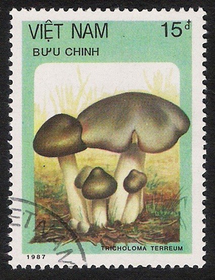 SETAS:261.012  Tricholoma terreum