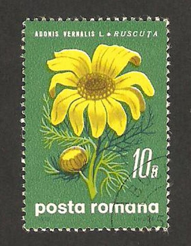 flor adonis vernalis