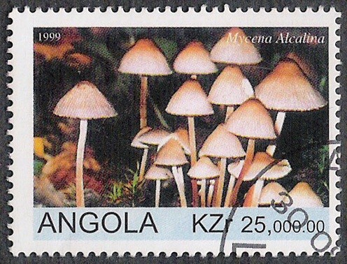 SETAS-HONGOS: 1.104.012,01-Mycena alcalina -Sc.1076