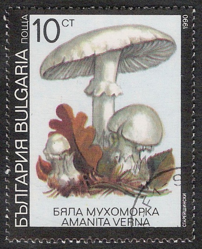 SETAS-HONGOS: 1.120.032,07-Amanita verna -Dm.991.8-Y&T.3353-Mch.3887-Sc.3598