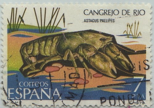 Fauna-Invertebrados-Cangrejo de rio-1979