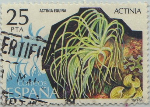 Fauna-Invertebrados-Actinia-1979