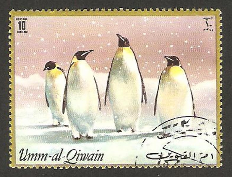 umm al qiwain, pingüinos