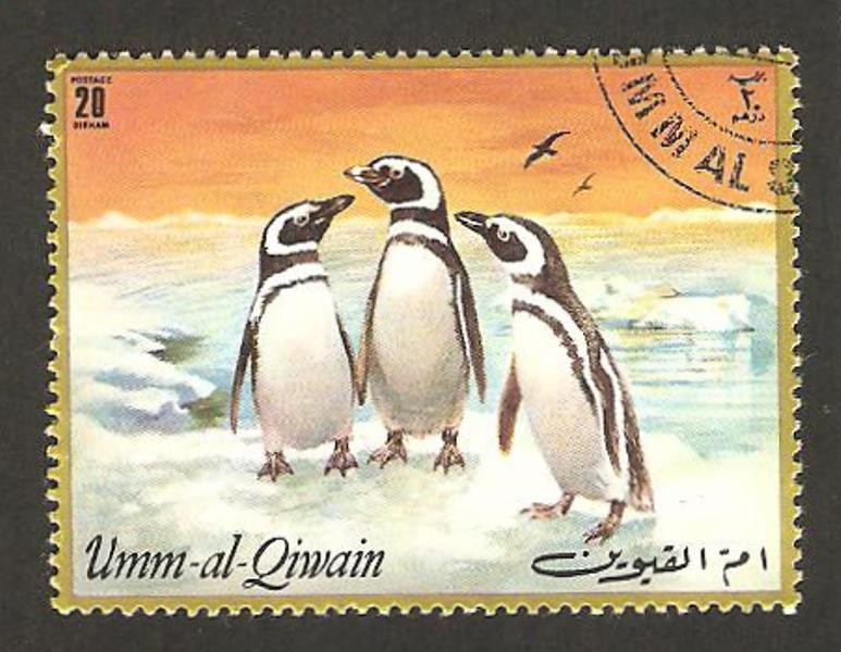 umm al qiwain, pingüinos