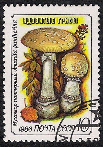 SETAS:231.022(1)D.986.40-Y.5306-M.5605-S.5456  Amanita pantherina