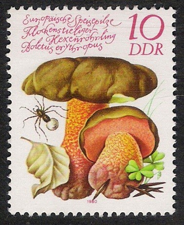 SETAS-HONGOS: 1.152.022,01-Boletus miriatoporus