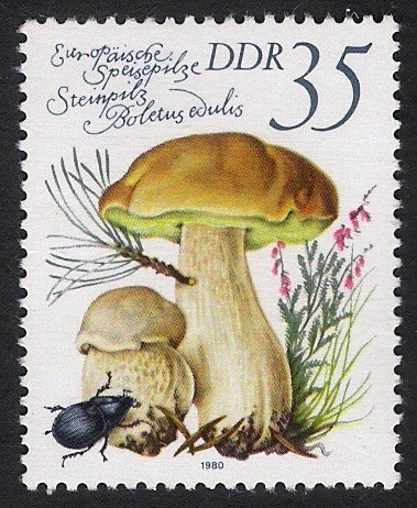 SETAS-HONGOS: 1.152.025,01-Boletus edulis