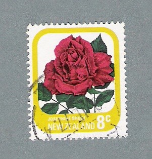 rosa