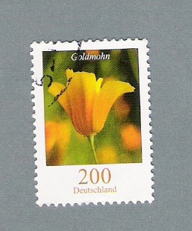 Goldmohn