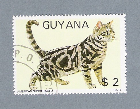 Gatos (American Shorthaired)