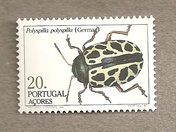 Azores, insecto Polyspilla