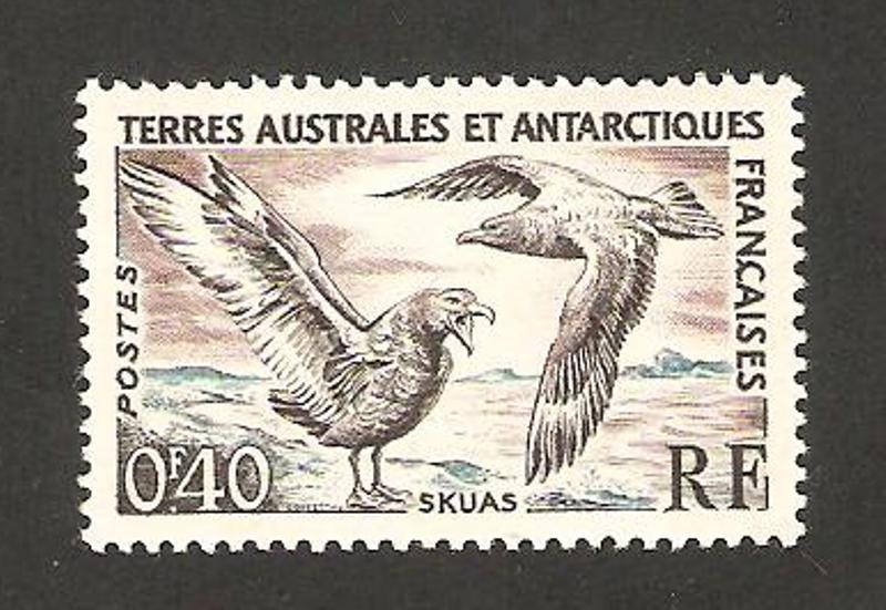 aves, skuas