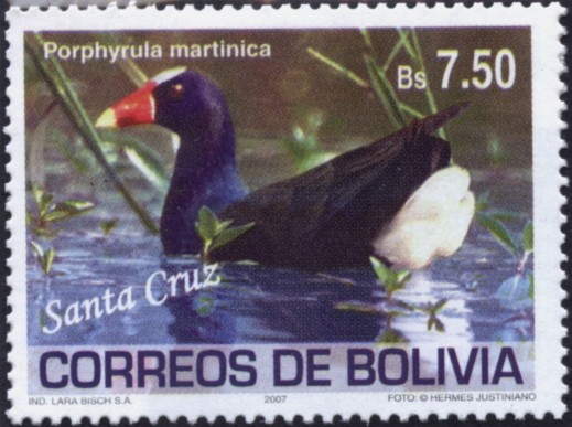 Aves de Bolivia - Santa Cruz