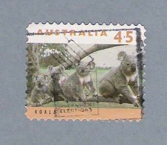 Koalas