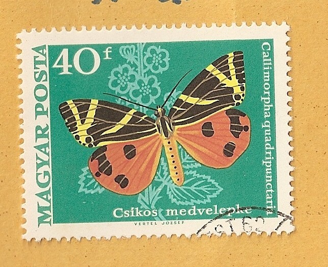 Mariposa, Callimorpha quadripunctata