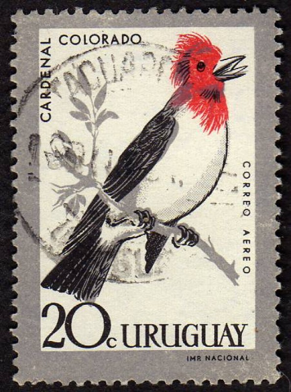 Cardenal colorado