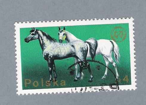 Caballos