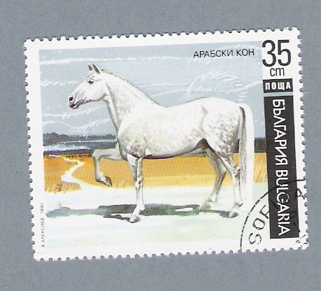 Caballo bulgaro