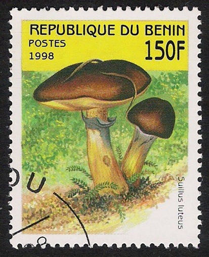 SETAS-HONGOS: 1.114.032,00-Suillus luteus