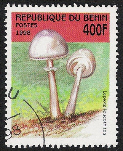 SETAS-HONGOS: 1.114.036,00-Lepiota leucothites