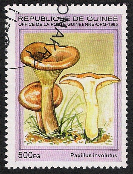 SETAS-HONGOS: 1.160.033,02-Paxillus involutus -Phil.49332-Dm.995.87-Mch.1570-Sc.1333