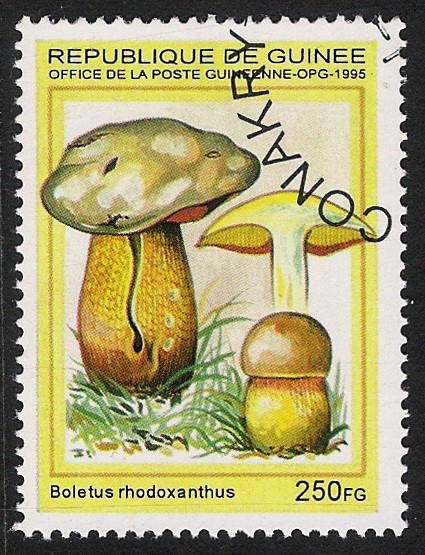 SETAS-HONGOS: 1.160.032,02-Boletus rhodoxanthus -Phil.49331-Dm.995.86-Mch.1569-Sc.1332