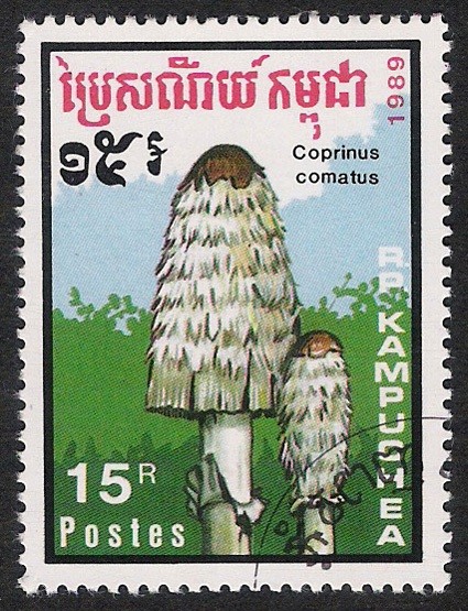 SETAS:171.015(2)D.989.67-Y.871F-M.1053-S.975 Coprinus camatus