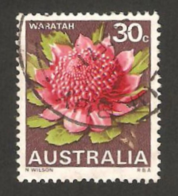 flor waratah