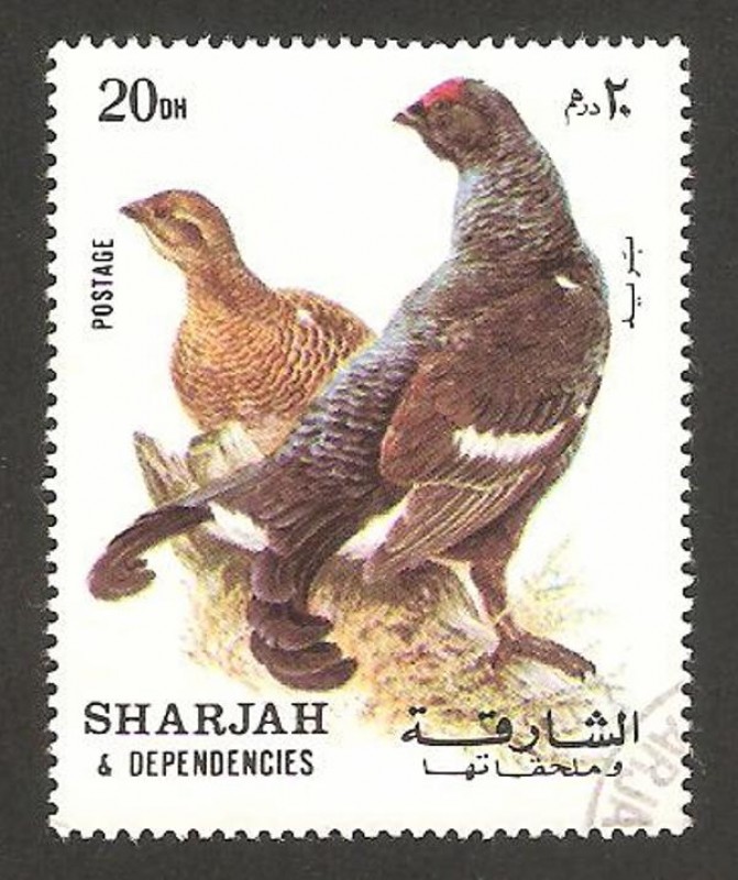 Sharjah - aves