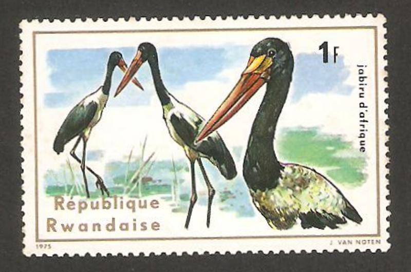 fauna, jabiru de África