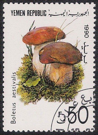 SETAS:263.001  Boletus aestivalis