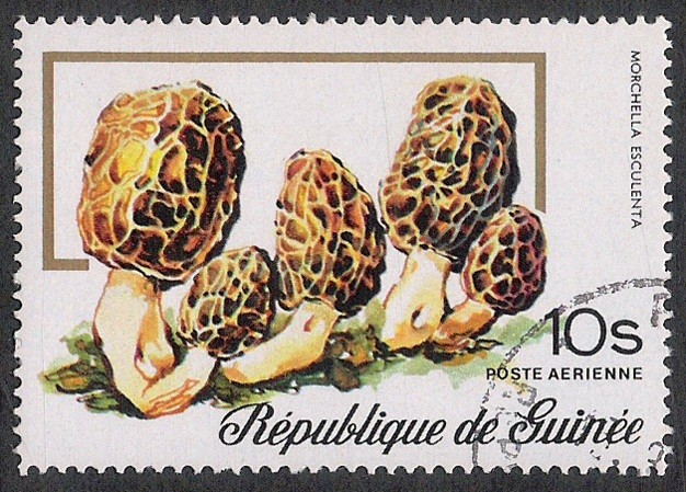 SETAS-HONGOS: 1.160.006,00-Morchella esculenta