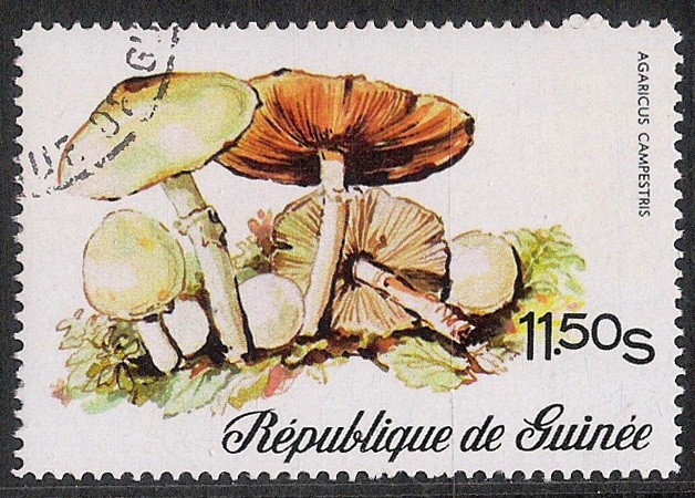 SETAS-HONGOS: 1.160.005,00-Agaricus campestris