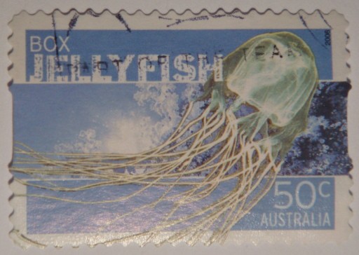 Box Jellyfish