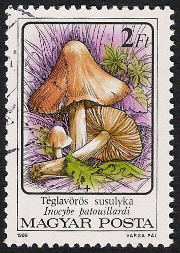 SETAS-HONGOS: 1.164.013,04-Inocybe patouillardii -Phil.53461-Dm.986.74-Y&T.3083-Mch.3873-Sc.3048