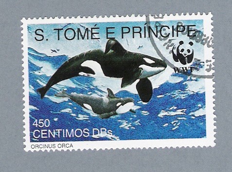 Orcinus Orca