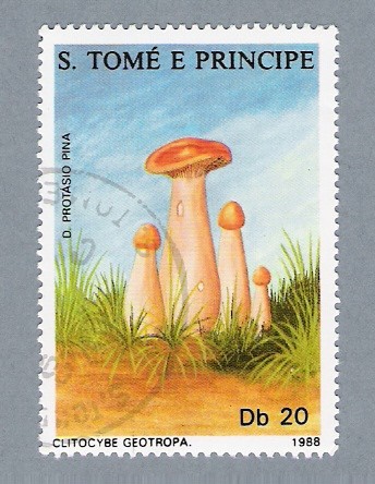 Clitocybe Geotropa