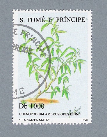 Chenopodium Ambrosiodes