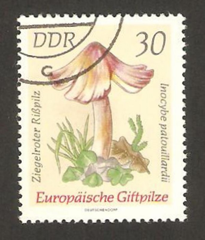 champiñon, inocybe patouillardii