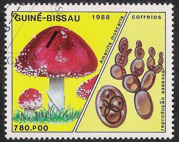 SETAS-HONGOS: 1.161.014,00-Amanita muscaria