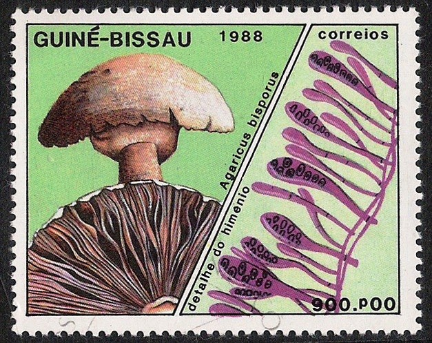 SETAS-HONGOS: 1.161.016,00-Agaricus bisporus