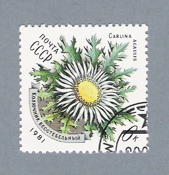 Carlina Acaulis